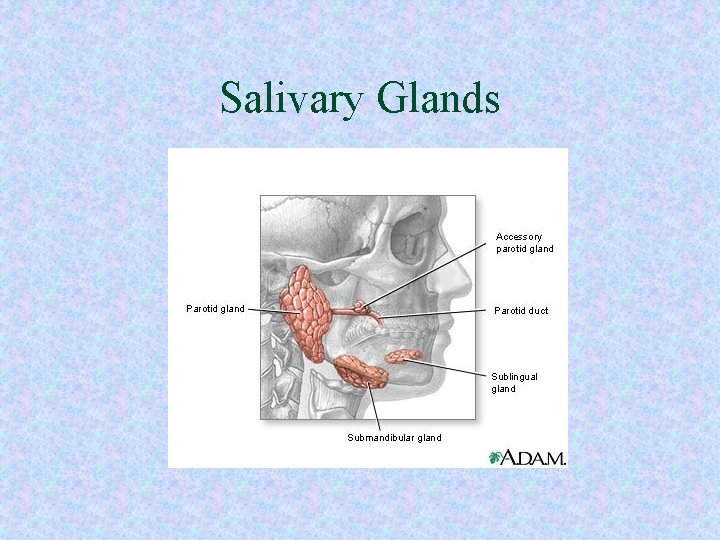 Salivary Glands 