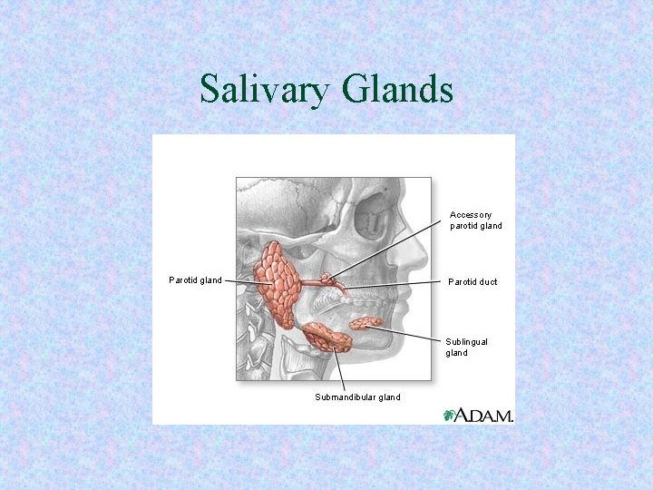 Salivary Glands Salivary Glands