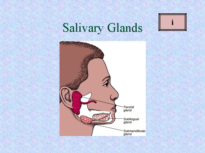 Salivary Glands i Salivary Glands i