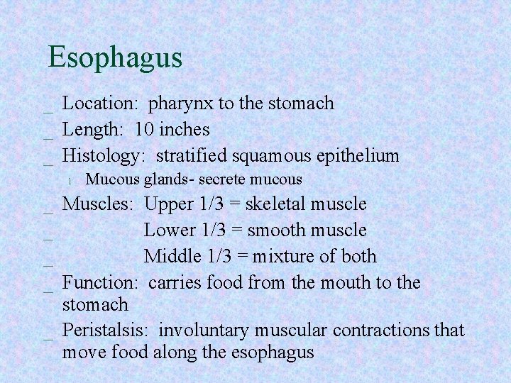 Esophagus _ Location: pharynx to the stomach _ Length: 10 inches _ Histology: stratified