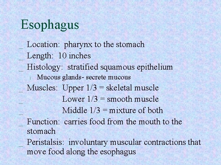 Esophagus _ Location: pharynx to the stomach _ Length: 10 inches _ Histology: stratified Esophagus _ Location: pharynx to the stomach _ Length: 10 inches _ Histology: stratified