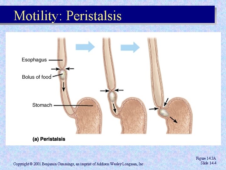 Motility: Peristalsis Copyright © 2001 Benjamin Cummings, an imprint of Addison Wesley Longman, Inc. Motility: Peristalsis Copyright © 2001 Benjamin Cummings, an imprint of Addison Wesley Longman, Inc.