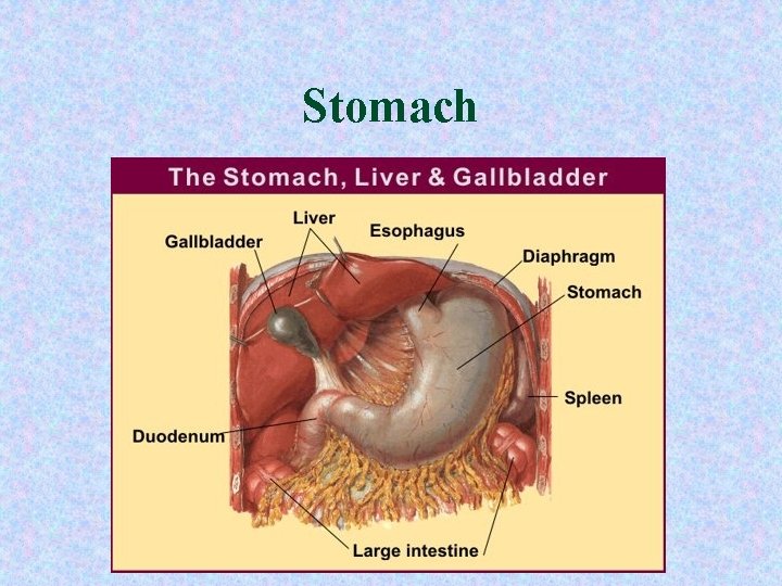 Stomach Stomach