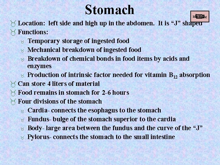 Stomach Man Eating Location: left side and high up in the abdomen. It is Stomach Man Eating Location: left side and high up in the abdomen. It is