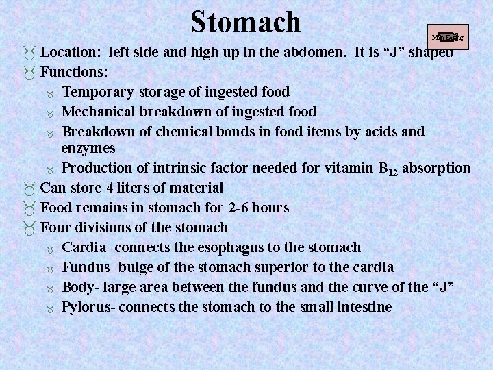 Stomach Man Eating Location: left side and high up in the abdomen. It is