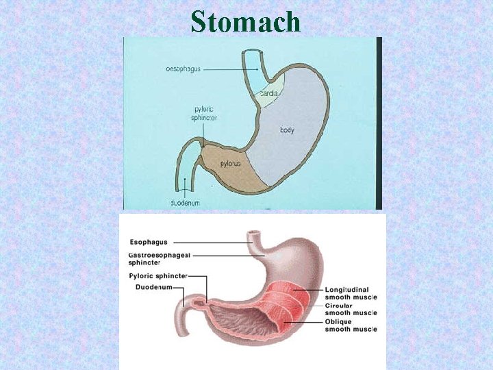 Stomach Stomach