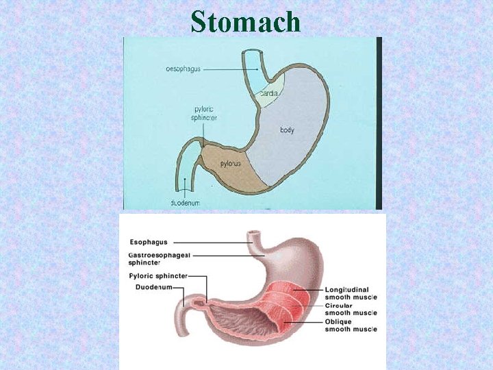 Stomach 