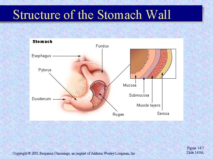Structure of the Stomach Wall Copyright © 2001 Benjamin Cummings, an imprint of Addison Structure of the Stomach Wall Copyright © 2001 Benjamin Cummings, an imprint of Addison