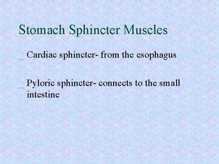 Stomach Sphincter Muscles _ Cardiac sphincter- from the esophagus _ Pyloric sphincter- connects to