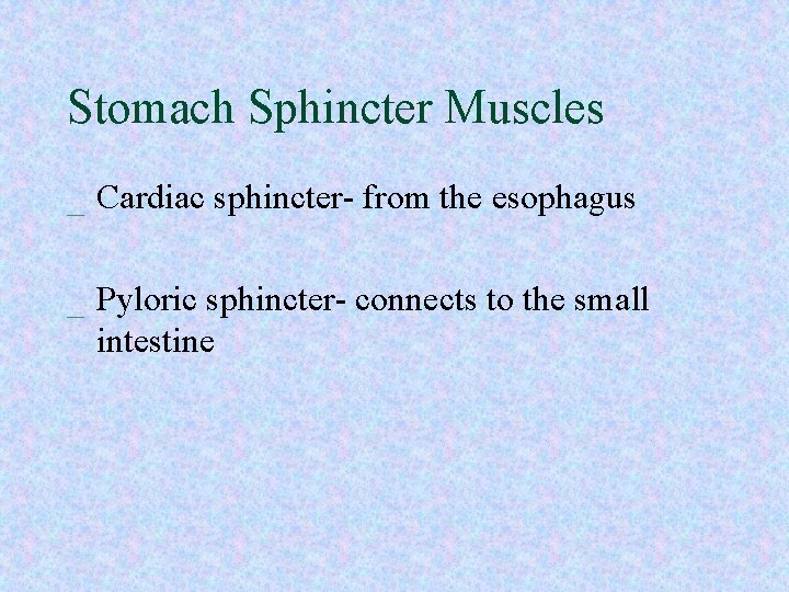 Stomach Sphincter Muscles _ Cardiac sphincter- from the esophagus _ Pyloric sphincter- connects to Stomach Sphincter Muscles _ Cardiac sphincter- from the esophagus _ Pyloric sphincter- connects to
