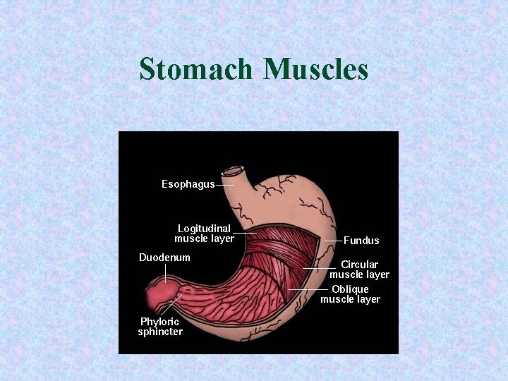 Stomach Muscles 