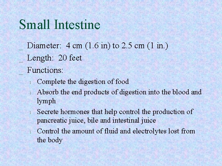 Small Intestine _ Diameter: 4 cm (1. 6 in) to 2. 5 cm (1