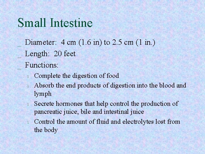 Small Intestine _ Diameter: 4 cm (1. 6 in) to 2. 5 cm (1 Small Intestine _ Diameter: 4 cm (1. 6 in) to 2. 5 cm (1