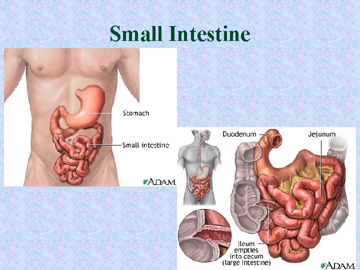 Small Intestine Small Intestine