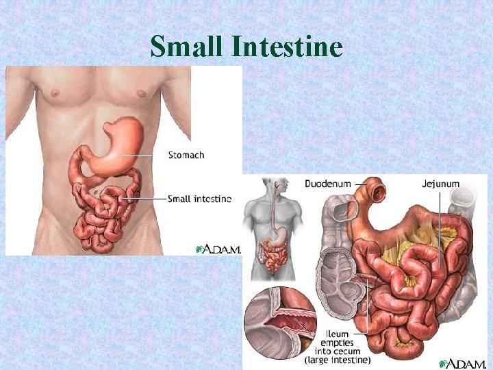 Small Intestine 