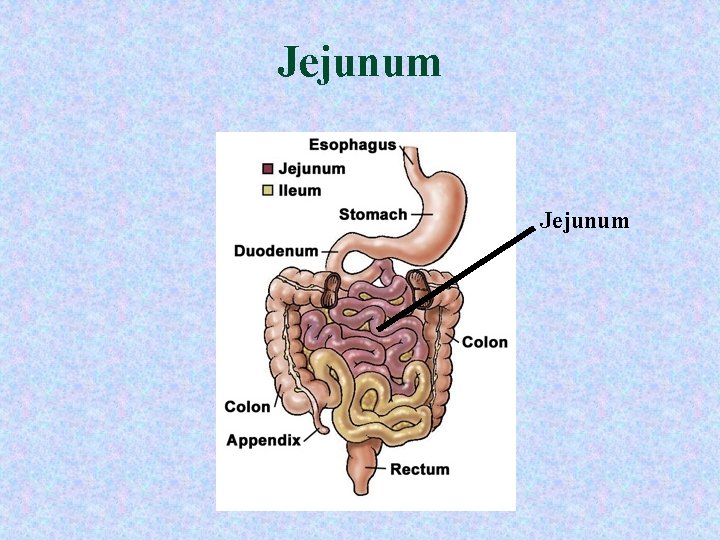 Jejunum Jejunum