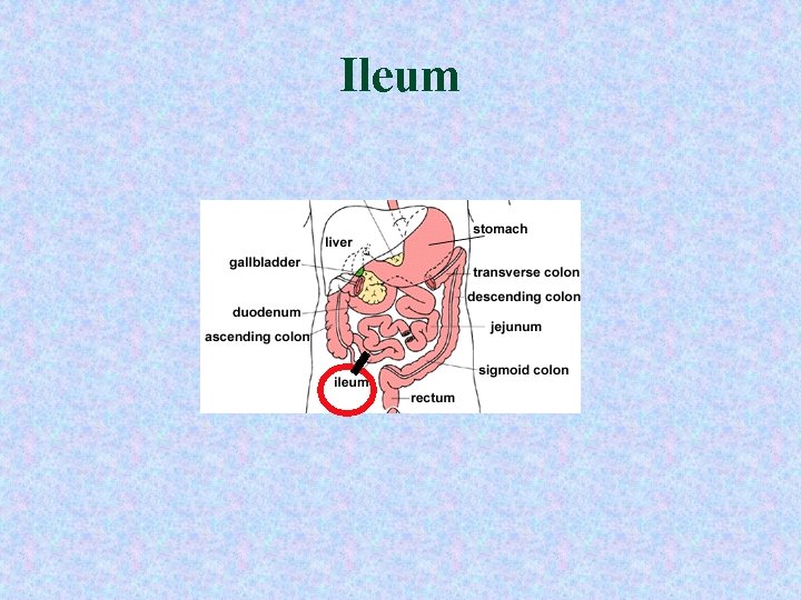 Ileum Ileum