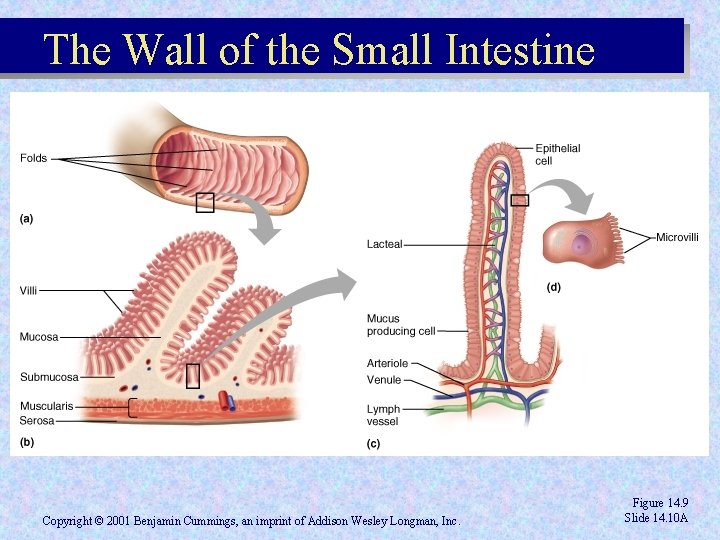 The Wall of the Small Intestine Copyright © 2001 Benjamin Cummings, an imprint of