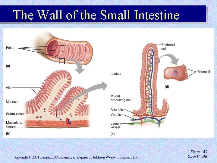 The Wall of the Small Intestine Copyright © 2001 Benjamin Cummings, an imprint of The Wall of the Small Intestine Copyright © 2001 Benjamin Cummings, an imprint of