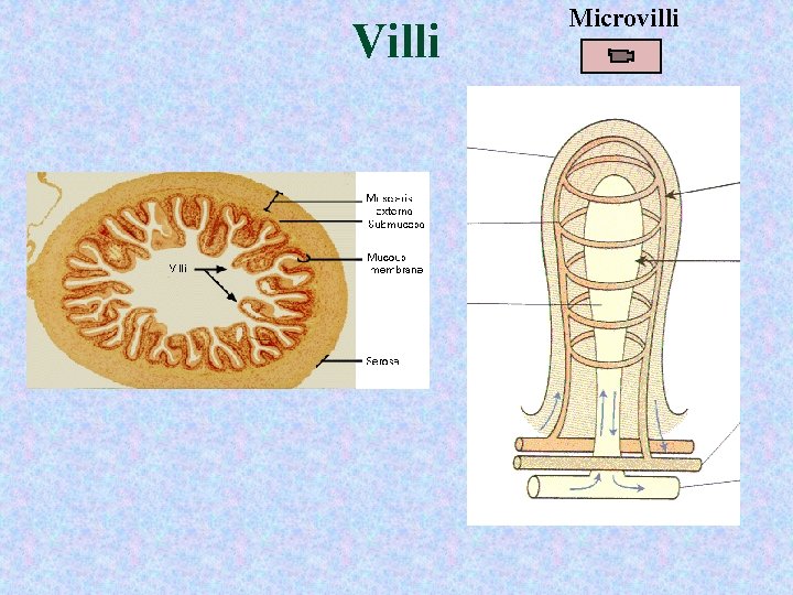 Villi Microvilli 