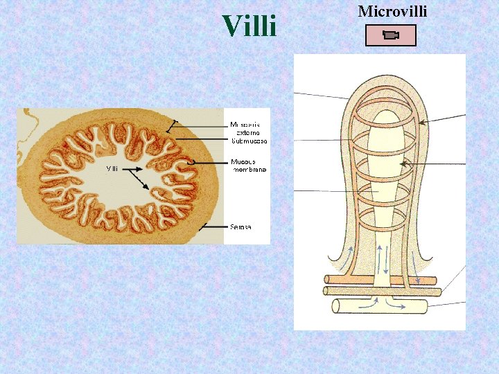 Villi Microvilli Villi Microvilli