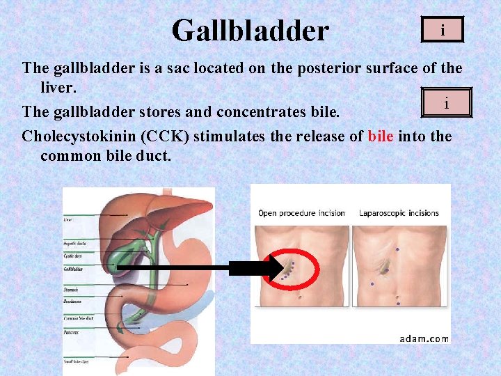 Gallbladder i The gallbladder is a sac located on the posterior surface of the