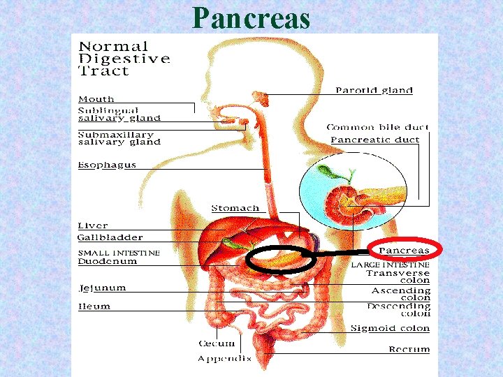 Pancreas Pancreas