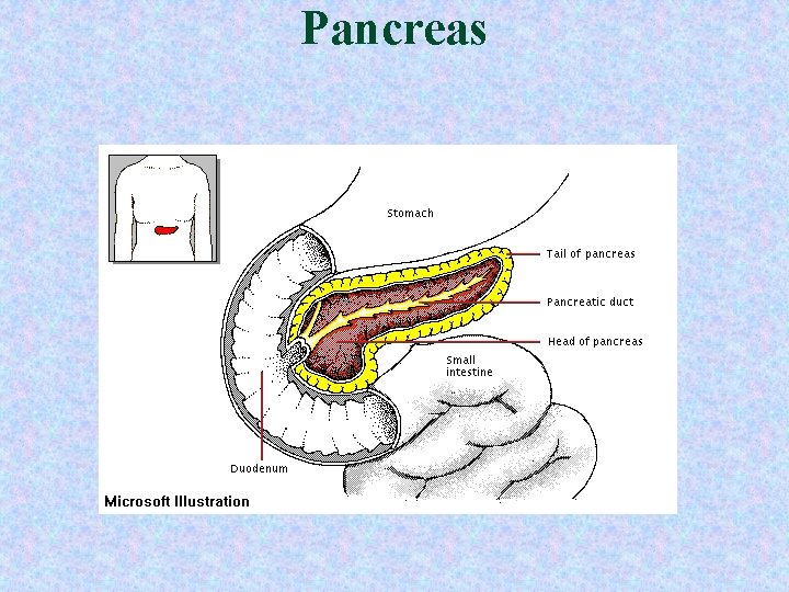 Pancreas Pancreas