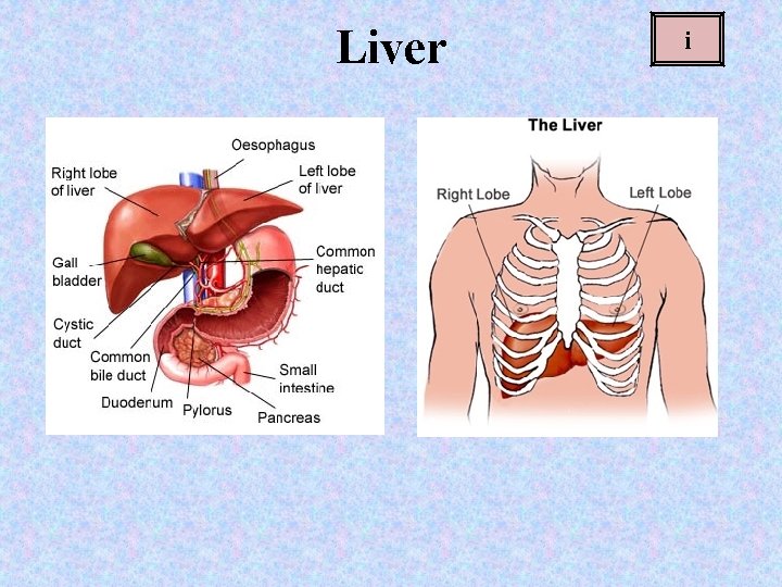 Liver i Liver i