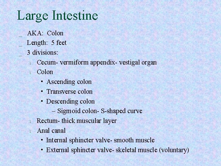 Large Intestine _ AKA: Colon _ Length: 5 feet _ 3 divisions: l Cecum- Large Intestine _ AKA: Colon _ Length: 5 feet _ 3 divisions: l Cecum-
