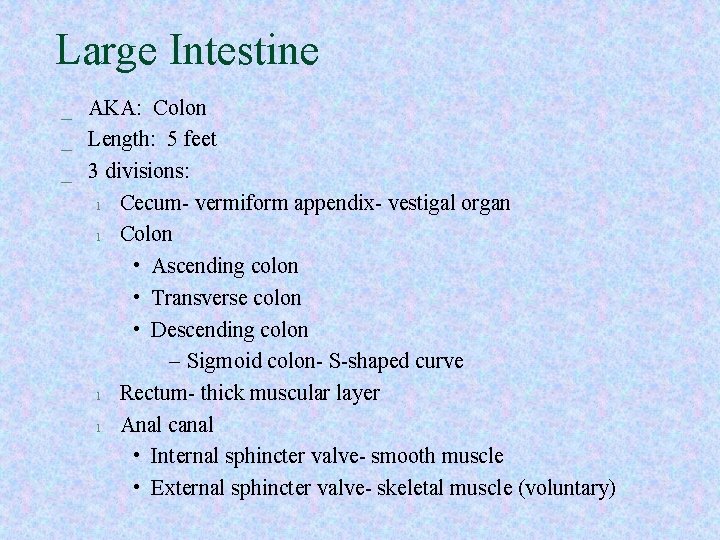 Large Intestine _ AKA: Colon _ Length: 5 feet _ 3 divisions: l Cecum-