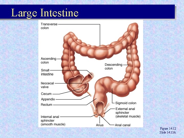 Large Intestine Figure 14. 12 Slide 14. 13 A Large Intestine Figure 14. 12 Slide 14. 13 A