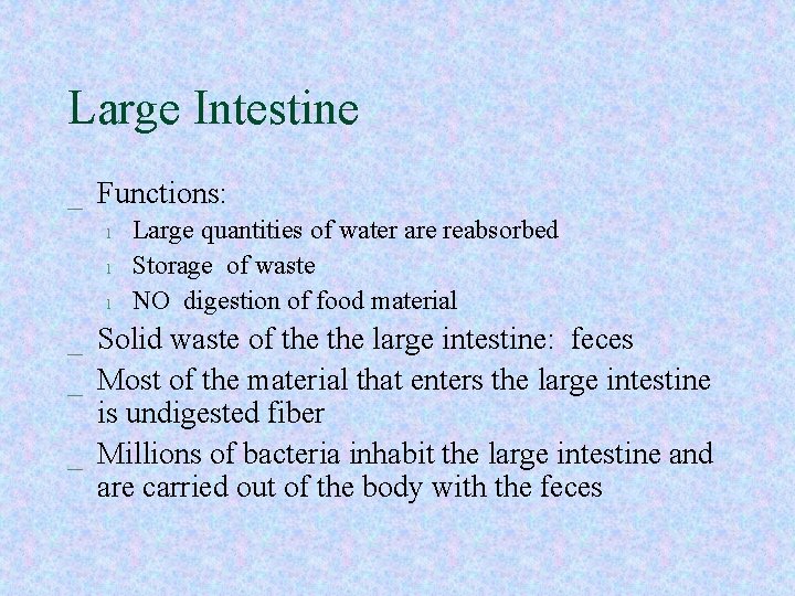 Large Intestine _ Functions: l l l Large quantities of water are reabsorbed Storage