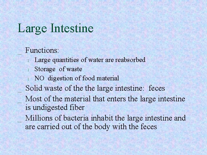Large Intestine _ Functions: l l l Large quantities of water are reabsorbed Storage Large Intestine _ Functions: l l l Large quantities of water are reabsorbed Storage