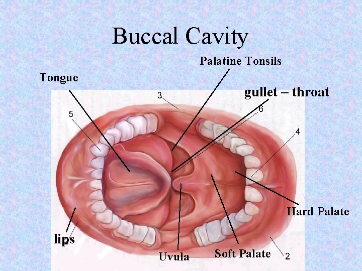Buccal Cavity Palatine Tonsils Tongue gullet – throat Hard Palate lips Uvula Soft Palate