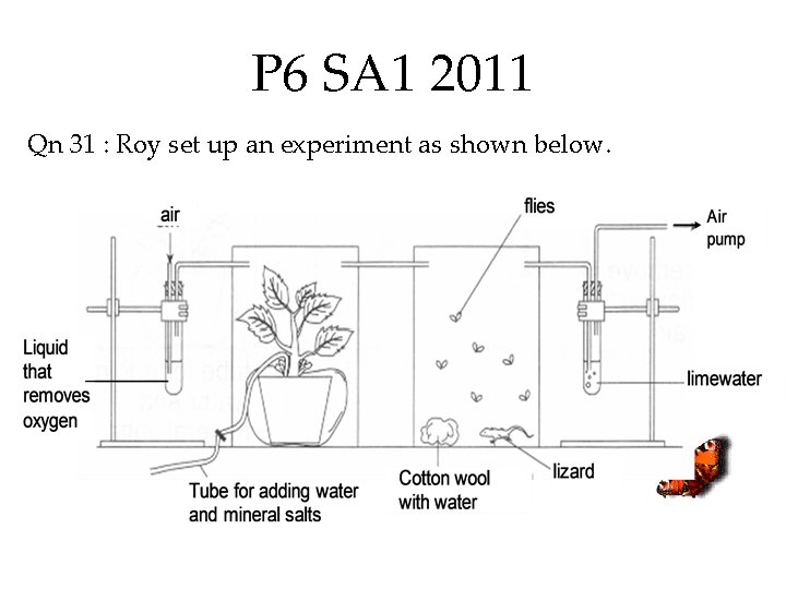 P 6 SA 1 2011 Qn 31 : Roy set up an experiment as