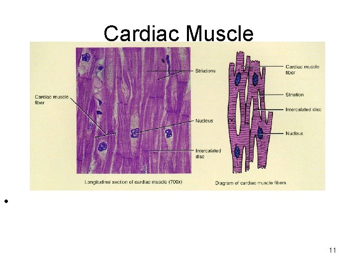 Cardiac Muscle • 11 