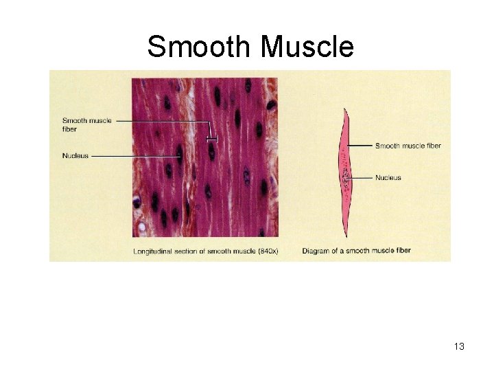 Smooth Muscle 13 