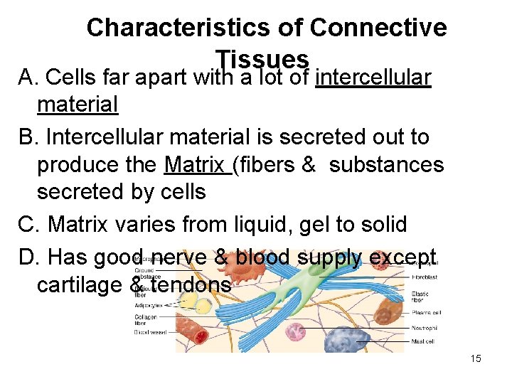 Characteristics of Connective Tissues A. Cells far apart with a lot of intercellular material
