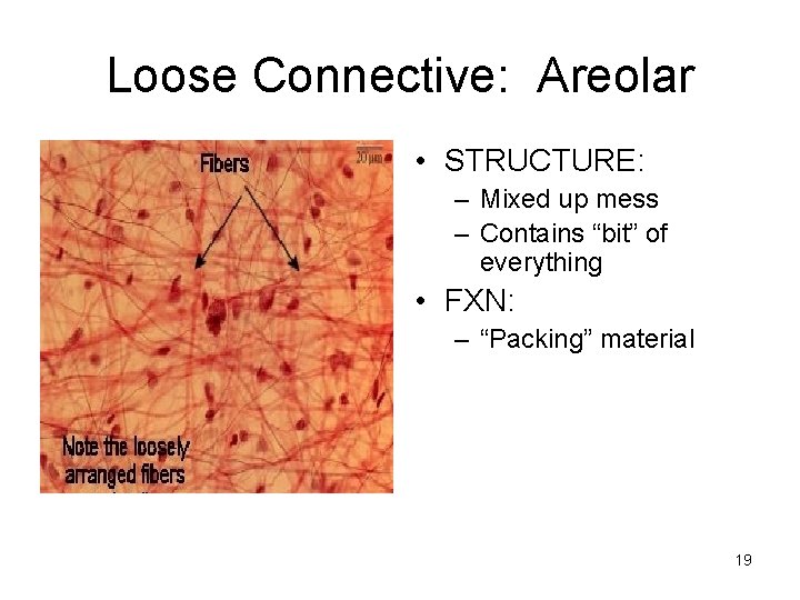Loose Connective: Areolar • STRUCTURE: – Mixed up mess – Contains “bit” of everything