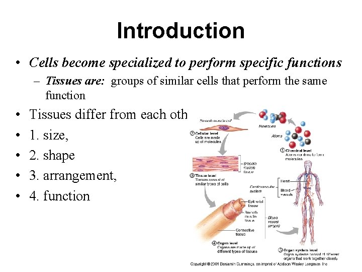 Introduction • Cells become specialized to perform specific functions – Tissues are: groups of