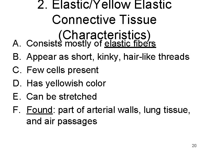 A. B. C. D. E. F. 2. Elastic/Yellow Elastic Connective Tissue (Characteristics) Consists mostly