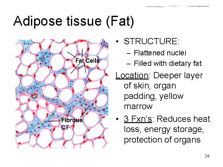 Adipose tissue (Fat) • STRUCTURE: – Flattened nuclei – Filled with dietary fat Location: