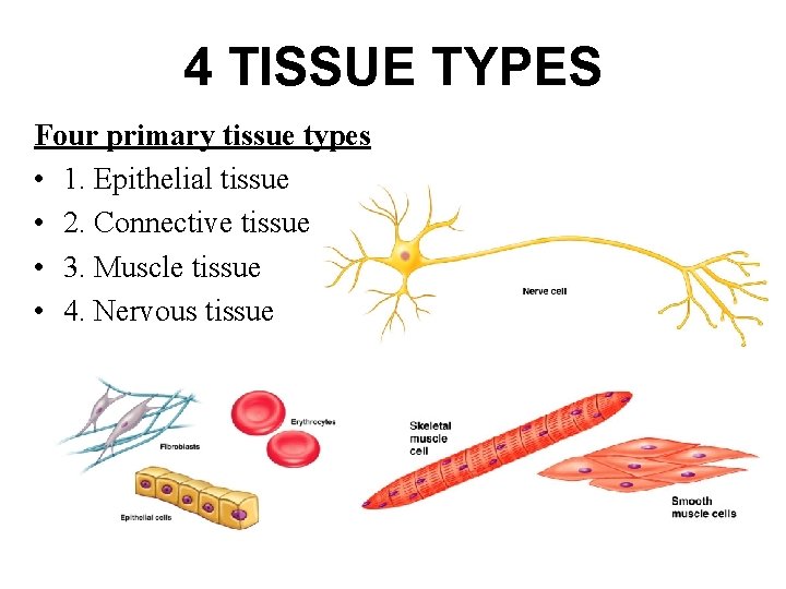 4 TISSUE TYPES Four primary tissue types • 1. Epithelial tissue • 2. Connective