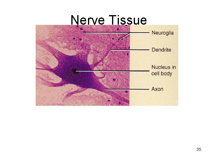 Nerve Tissue 35 