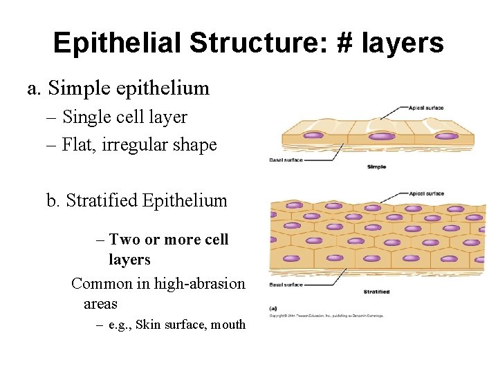 Epithelial Structure: # layers a. Simple epithelium – Single cell layer – Flat, irregular