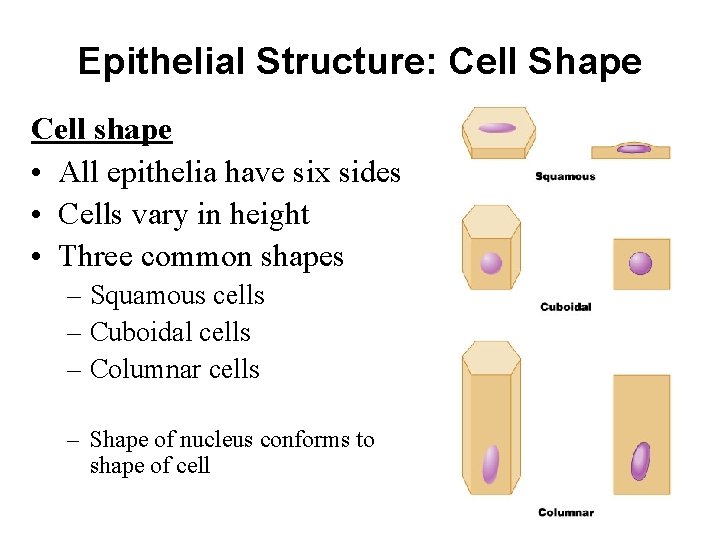 Epithelial Structure: Cell Shape Cell shape • All epithelia have six sides • Cells