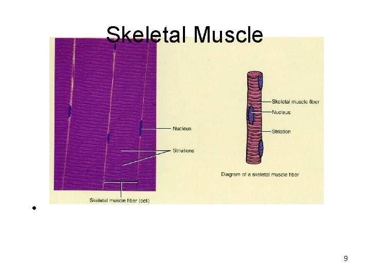 Skeletal Muscle • 9 