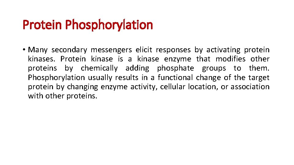 Protein Phosphorylation • Many secondary messengers elicit responses by activating protein kinases. Protein kinase