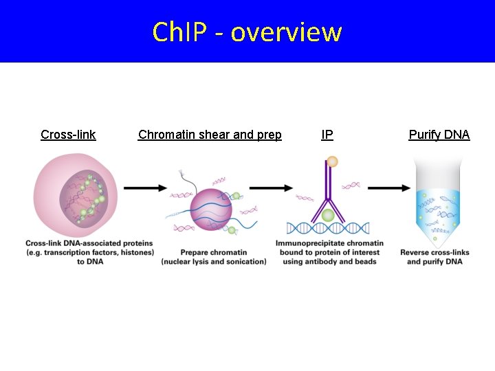 Ch. IP - overview Cross-link Chromatin shear and prep IP Purify DNA 